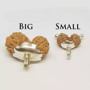 Gauri Shankar Rudraksha - Indonesia