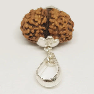 Gauri Shankar Rudraksha - Indonesia