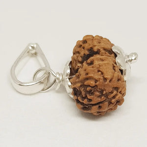 Gauri Shankar Rudraksha - Indonesia