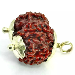 Gauri Shankar Rudraksha – Nepal