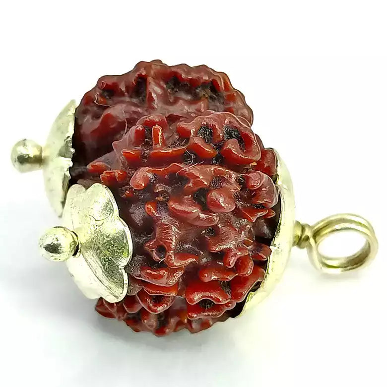 Gauri Shankar Rudraksha – Nepal