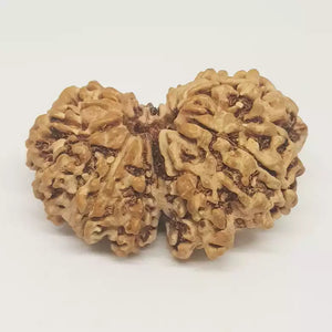 Gauri Shankar Rudraksha - Nepal