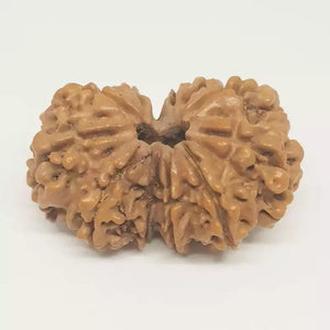 Gauri Shankar Rudraksha - Nepal