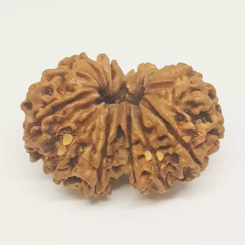 Gauri Shankar Rudraksha - Nepal