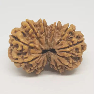 Gauri Shankar Rudraksha - Nepal