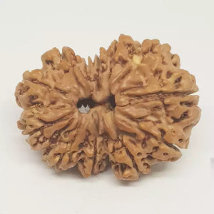 Gauri Shankar Rudraksha - Nepal