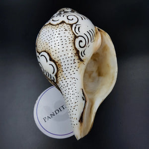 Goddess Saraswati Carved Shankh