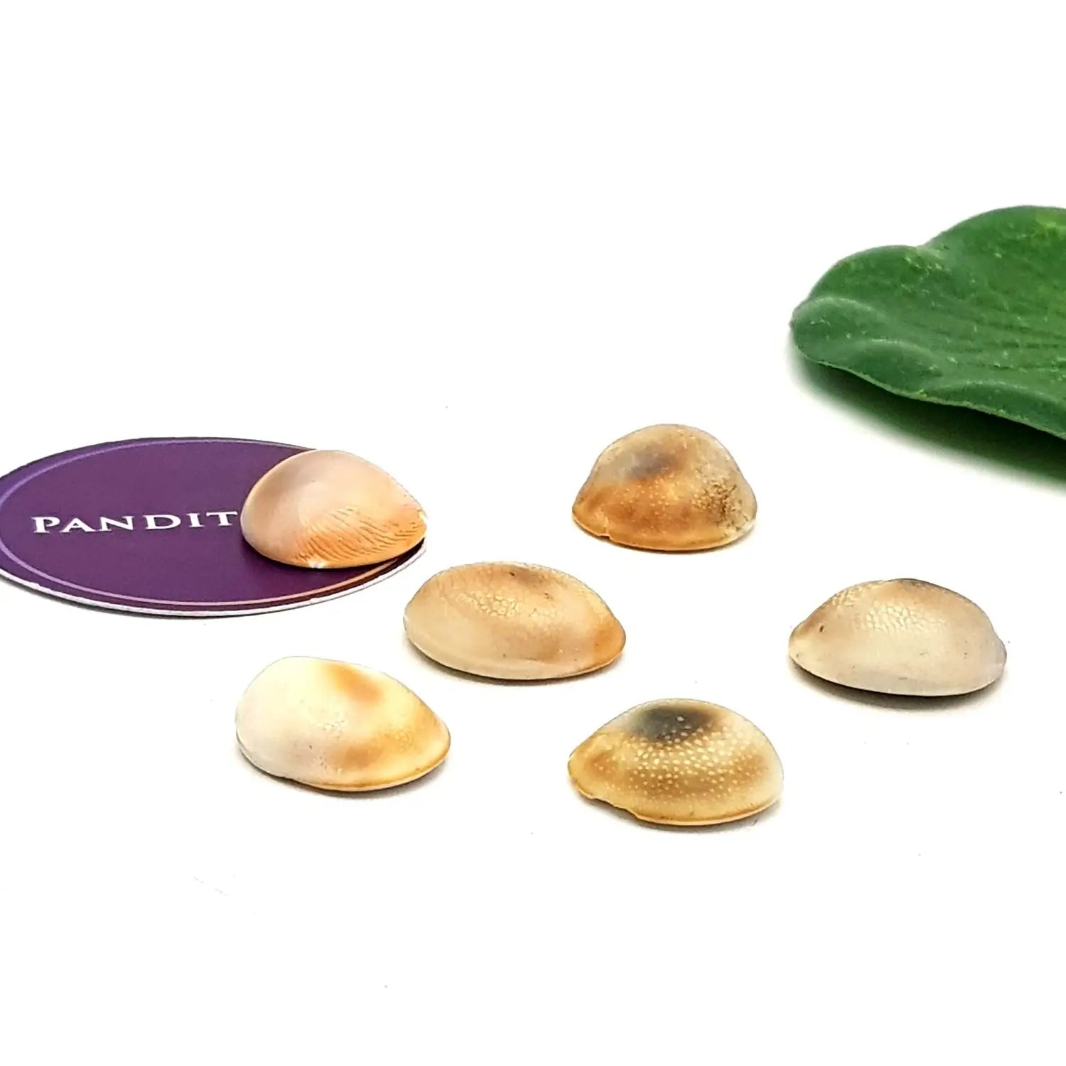 Gomti Chakra for Money