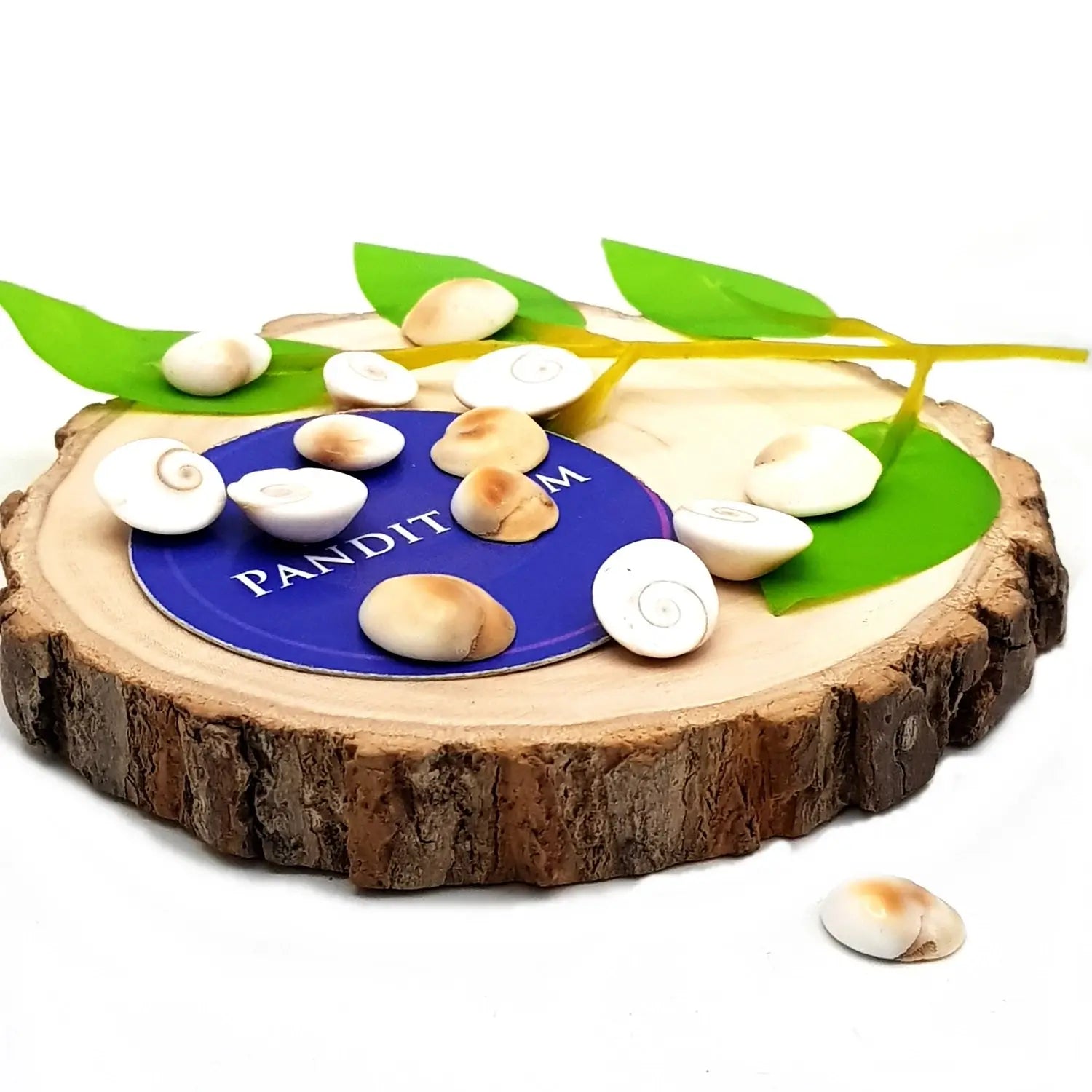 Gomti Chakra - Small