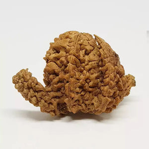 Kamal Rudraksha – Regular
