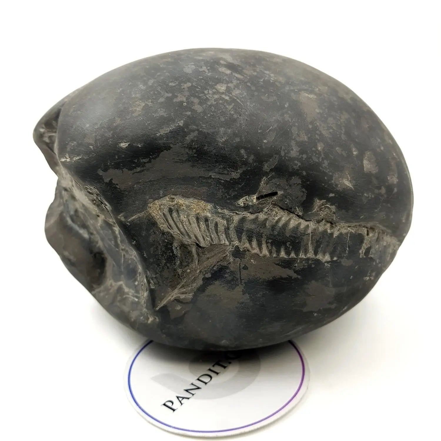 Lakshmi Narayan Shaligram