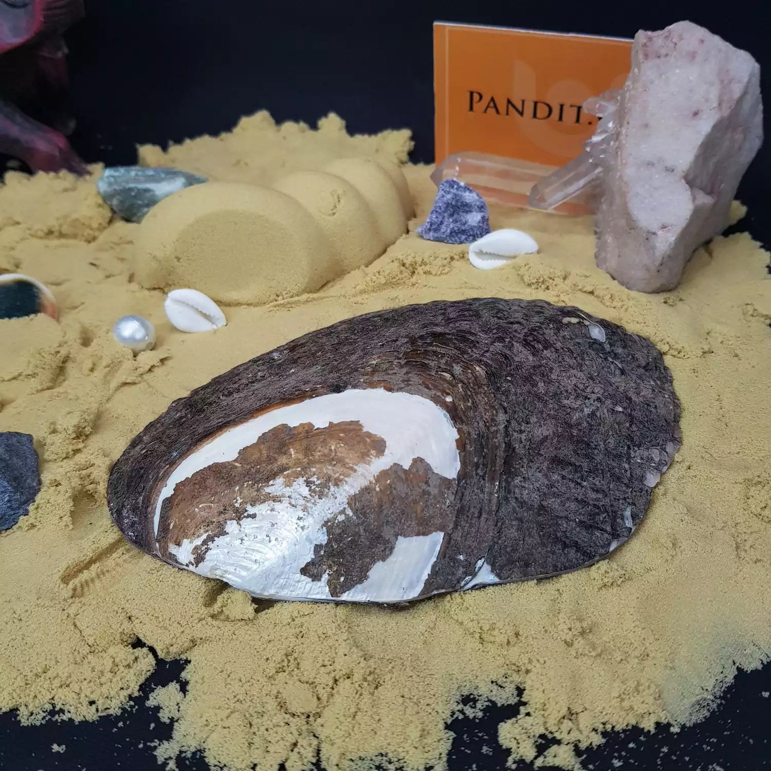 Mother Of Pearl Sea Shell