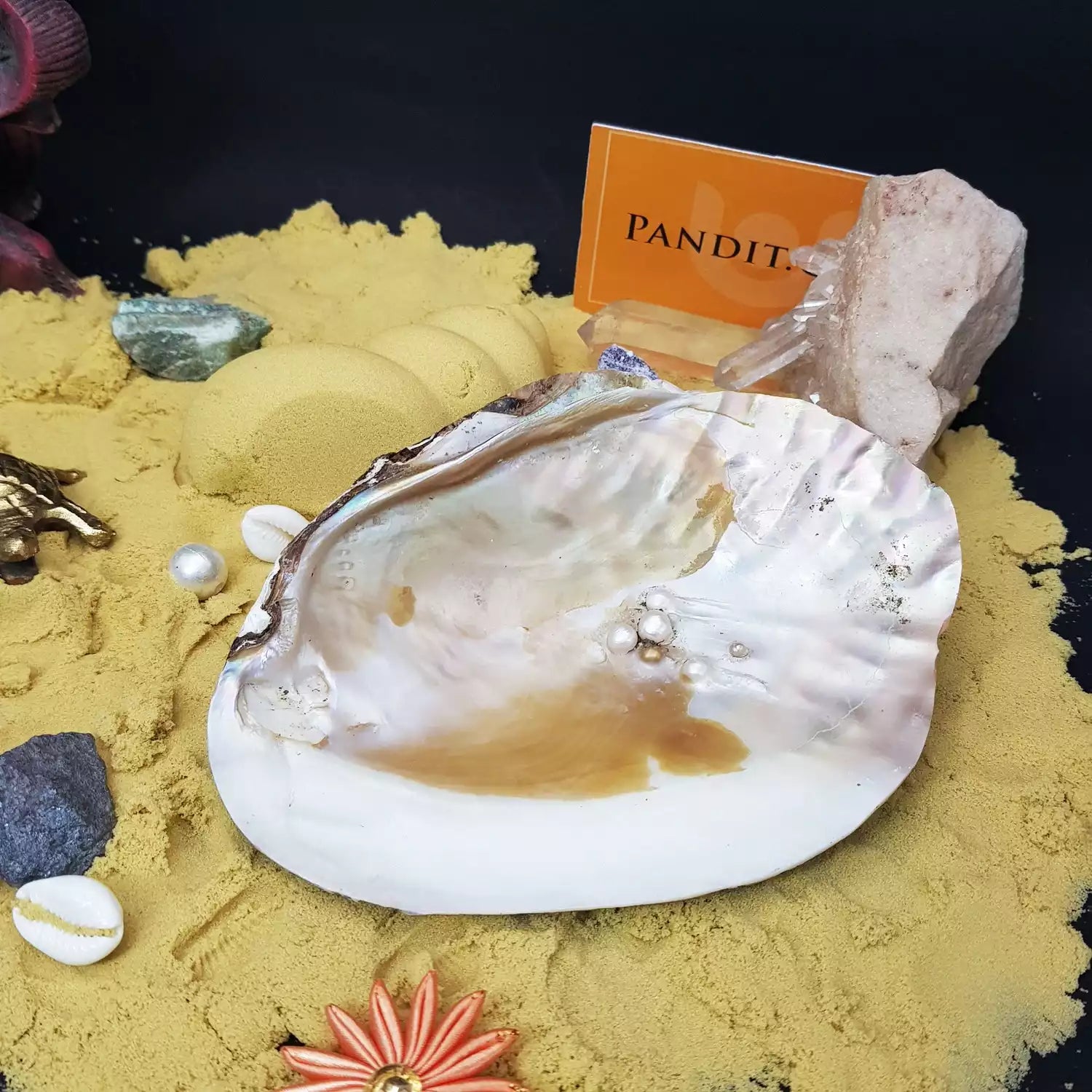 Mother Of Pearl Sea Shell