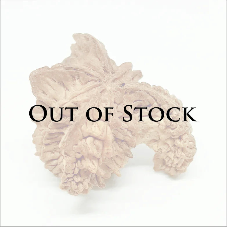 Naag Rudraksha – Premium Rare Rudraksha