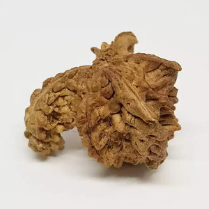 Naag Rudraksha – Regular