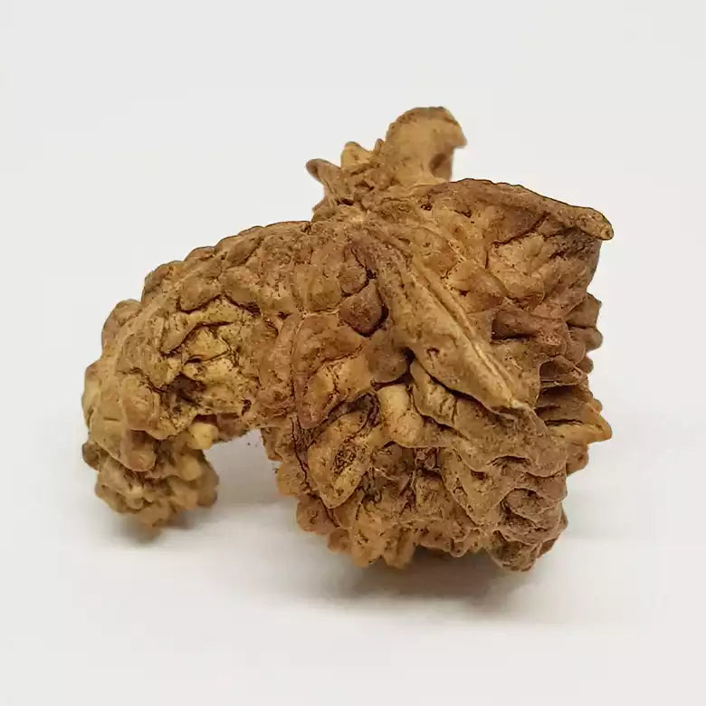 Naag Rudraksha – Regular