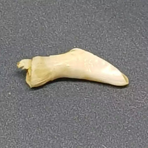 Natural Ketu Mukta Mani