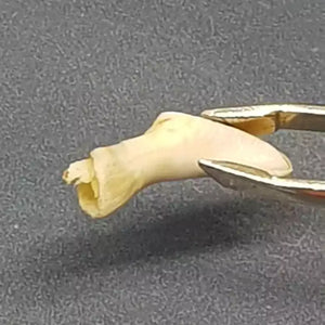 Natural Ketu Mukta Mani