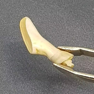 Natural Ketu Mukta Mani