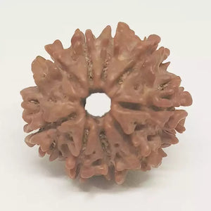 9 Faced Rudraksha - Nepal