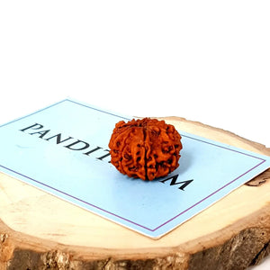 Nine Mukhi Premium Rare Rudraksha
