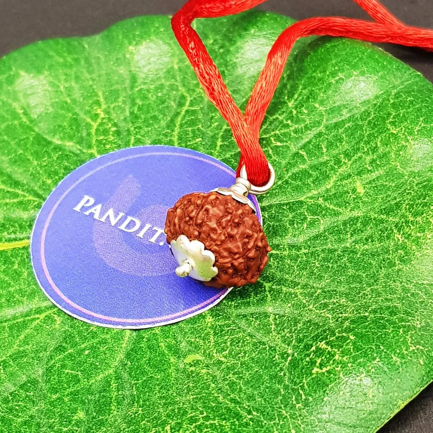 9 Mukhi Rudraksha Indonesia