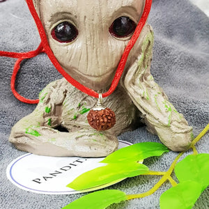 9 Mukhi Indonesia Rudraksha