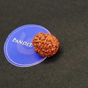 9 Mukhi Indonesia Rudraksha