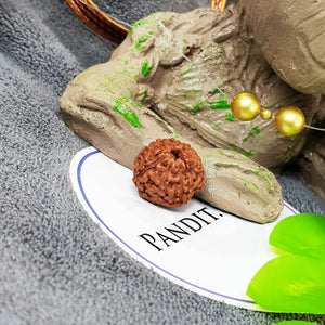 9 Mukhi Indonesia Rudraksha