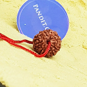 9 Mukhi Indonesia Rudraksha