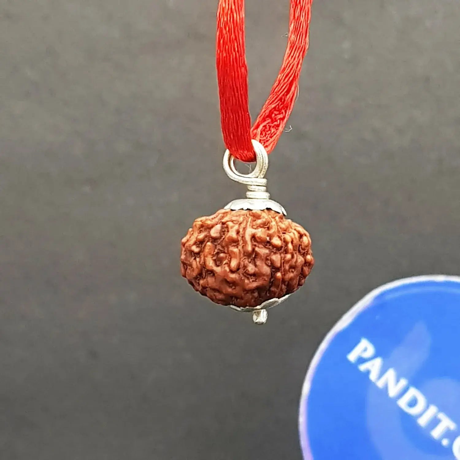 9 Mukhi Indonesia Rudraksha