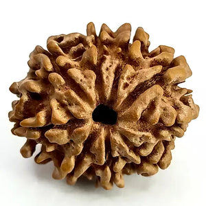 9 Faced Rudraksha – Nepal