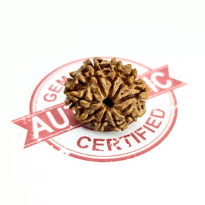 9 Faced Rudraksha – Nepal