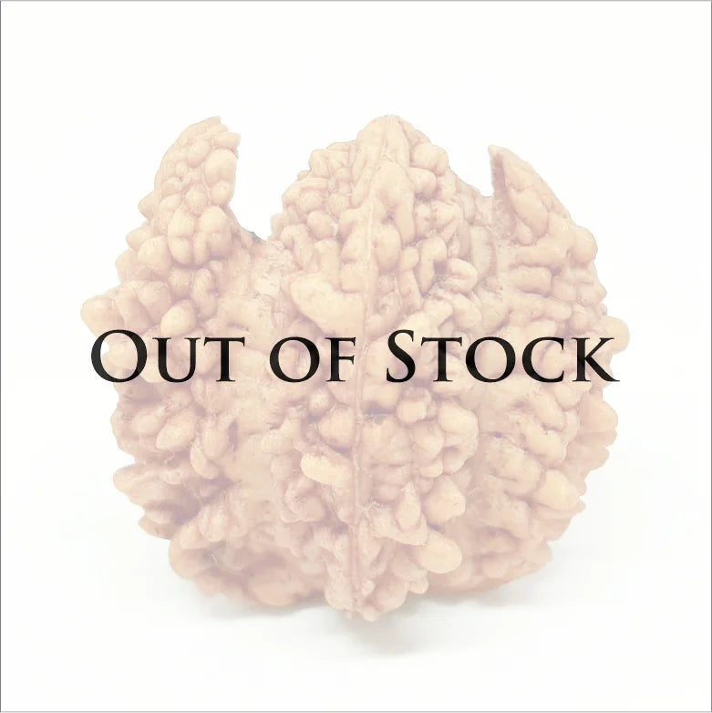 Om Rudraksha — main bead view showing mukhi (faces)