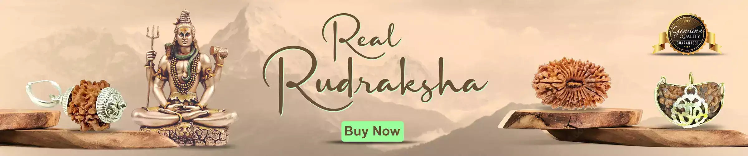 Real Rudraksha