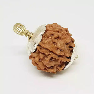 7 Faced Rudraksha - Nepal