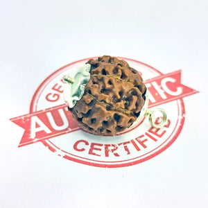 Seven Mukhi Premium Rare Rudraksha