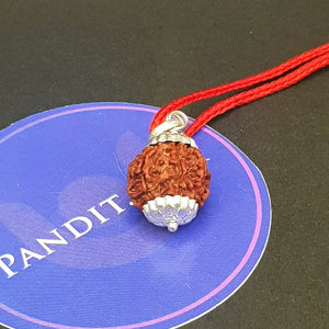 Seven Mukhi Premium Rare Rudraksha