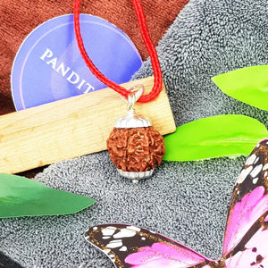 Seven Mukhi Premium Rare Rudraksha