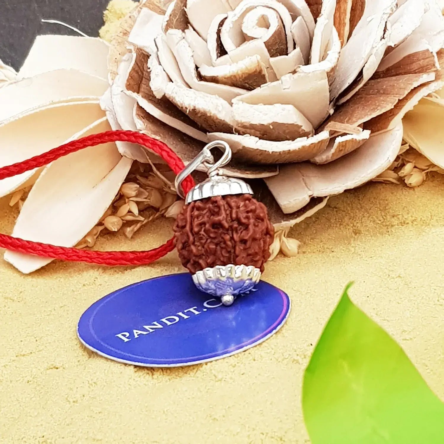 Seven Mukhi Premium Rare Rudraksha