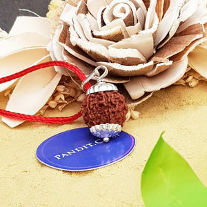 Seven Mukhi Premium Rare Rudraksha