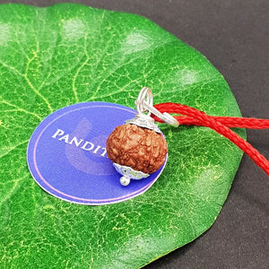 7 Mukhi Indonesia Rudraksha
