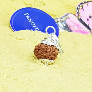 7 Mukhi Indonesia Rudraksha