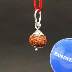 7 Mukhi Indonesia Rudraksha