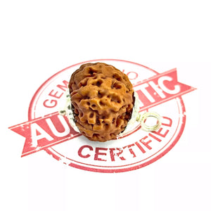 7 Faced Rudraksha – Nepal