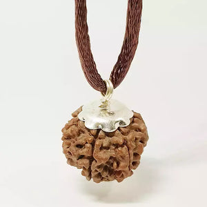 6 Faced Rudraksha - Nepal