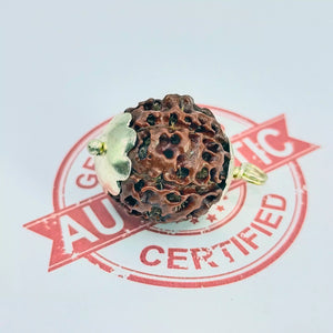 Six Mukhi Premium Rare Rudraksha