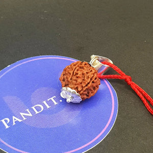6 Mukhi Premium Rare Rudraksha