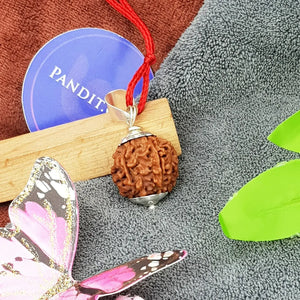 Six Mukhi Premium Rare Rudraksha