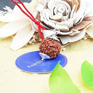 Six Mukhi Premium Rare Rudraksha